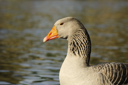 The Graylag goose swimming in a pond (Anser anser)