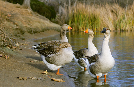 The Graylag geese standing near pond (Anser anser)