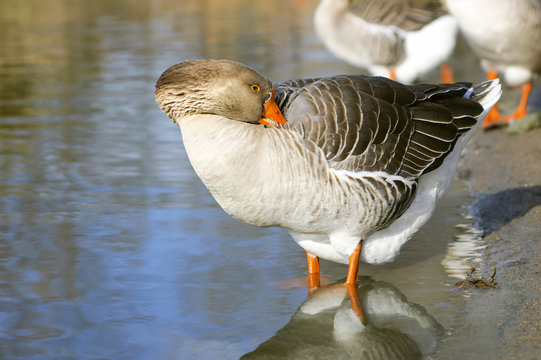 The Graylag goose standing and cleaning near a pond (Anser anser
