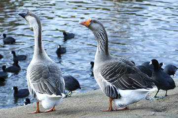 The Greylag geese (Anser anser) and American Coots (Fulica ameri