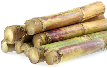 morceaux de cannes à sucre