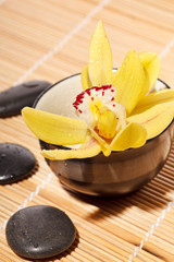 therapy stones and orchid flower