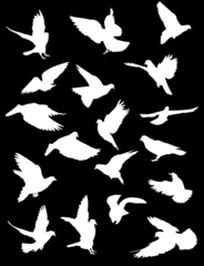 eighteen white pigeons