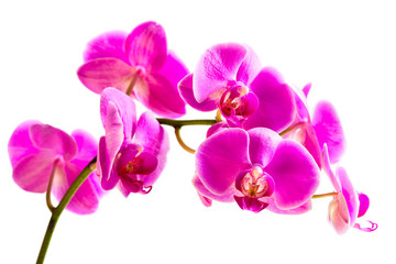 Naklejka na ściany i meble Kwiat piękne różowa orchidea, odizolowane na białym