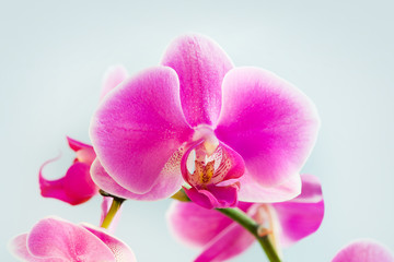 Naklejka na ściany i meble Kwiat różowa orchidea - phalaenopsis