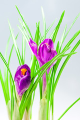 Flowers spring crocus