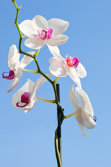 Flower beautiful  orchid -  phalaenopsis