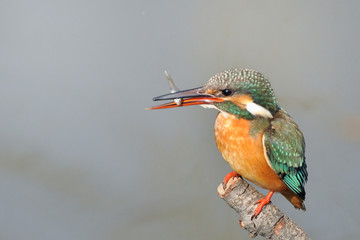 食事中のカワセミ