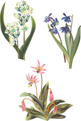 three spring flowers illustration