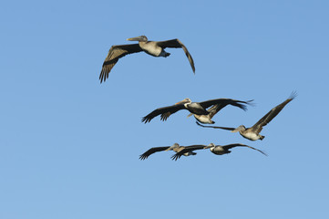 Brown Pelican