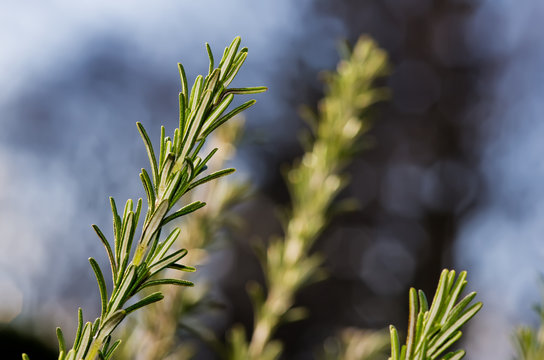 romarin bio  sur pied