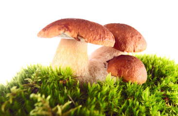 mushrooms