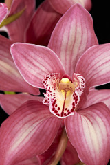 Obraz na płótnie Canvas fiore di orchidea