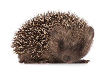 Obraz premium hedgehog