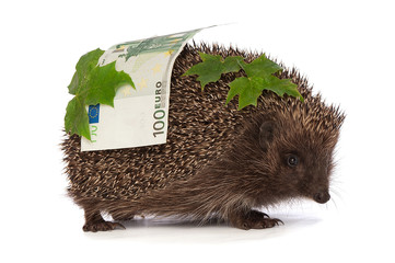 hedgehog with euro profit