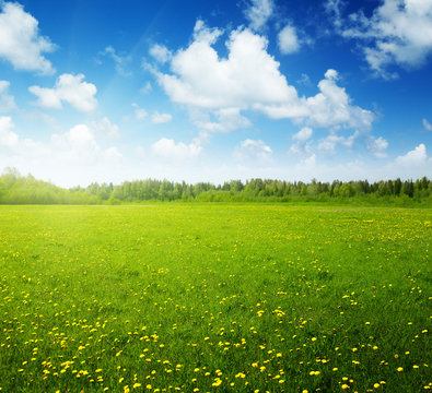 field of spring flowers and perfect sky