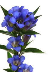 Gentiana triflora var. japonica
