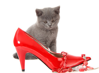 kitten with red shoes.