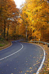 Straße durch herbstlichen Wald