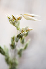 Obraz premium Oat seeds