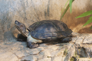 Tortoise