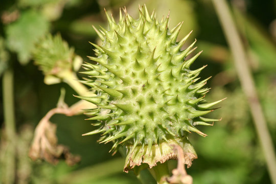 Gemeiner Stechapfel - Datura stramonium