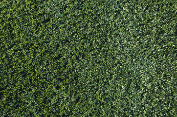 artificial grass