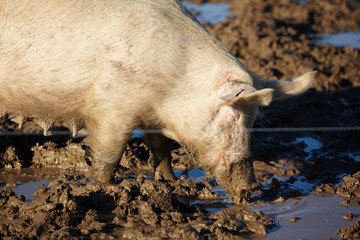 Schwein suhlt im Schlamm