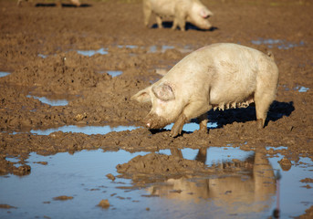Schwein suhlt im Schlamm