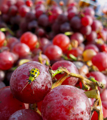Ladybug Tasting Grapes