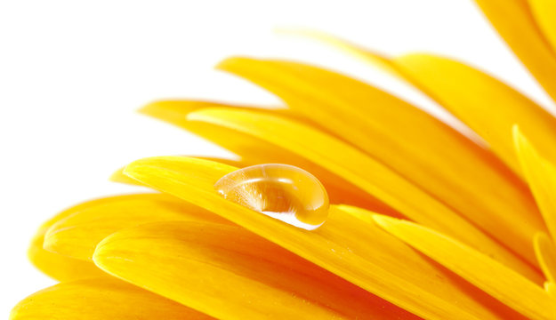 Gerbera
