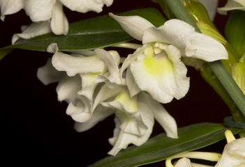 Orchidea © Gucio_55