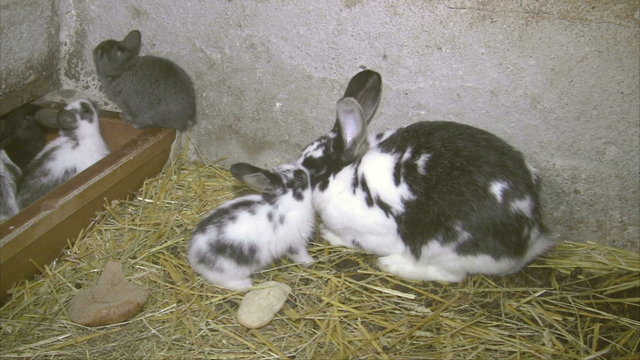 Kaninchen