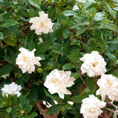 Gardenie; Gardenia jasminoides;