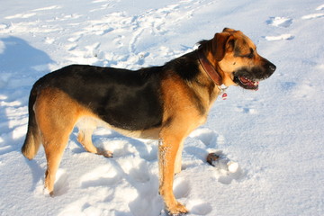 sch&auml;ferhund im schnee