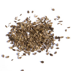 Liebstoeckel; Levisticum officinale; Samen