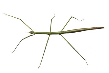 Gr&uuml;ne Stabschrecke