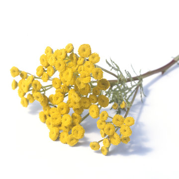 Rainfarn; Rainfarnbluete; Tanecetum vulgare