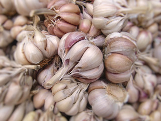 Knoblauch - Allium sativum