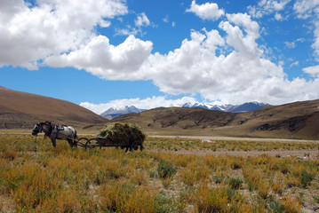 Tibetan landscape with horse