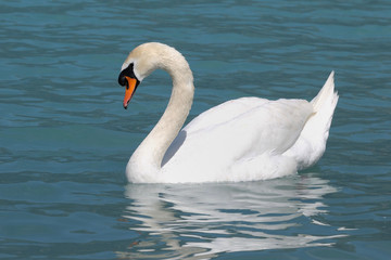 Obraz na płótnie Canvas White Swan