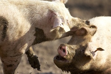 Schweine suhlen im Schlamm
