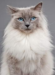 Pedigree Ragdoll