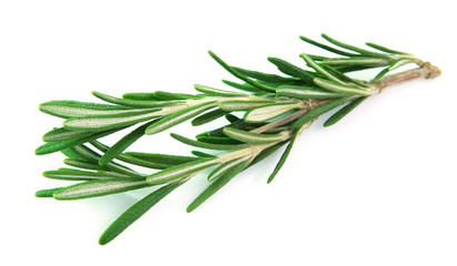 Fototapeta premium Twig of rosemary