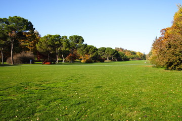 Trees along a prairie in autumn