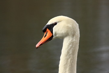 Cygne