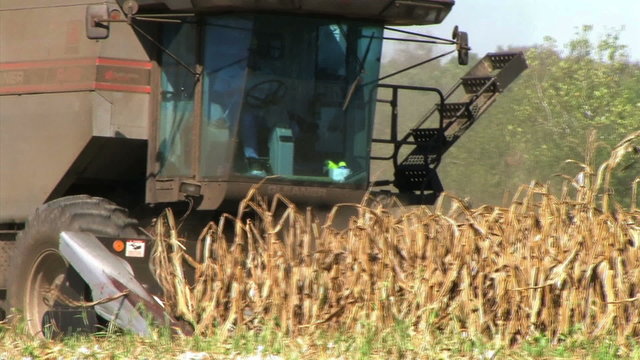 Combine Harvesting Corn 02