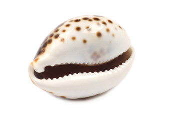 Laughing Seashell