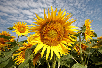 Fototapeta premium sunflower