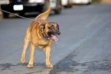 Frothing at the Mouth